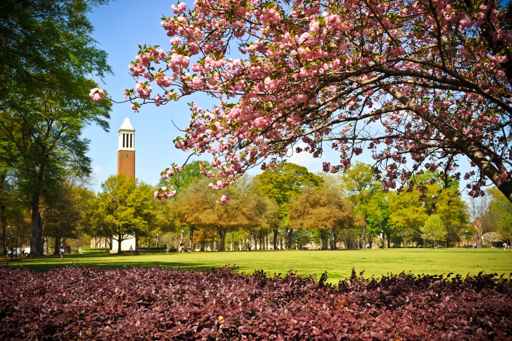 Photo of campus lawn with a flowering tree and building in the distance