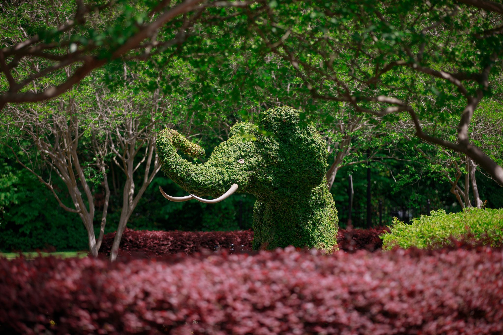 Garden display with a bush trimmed to the shape of an elephant